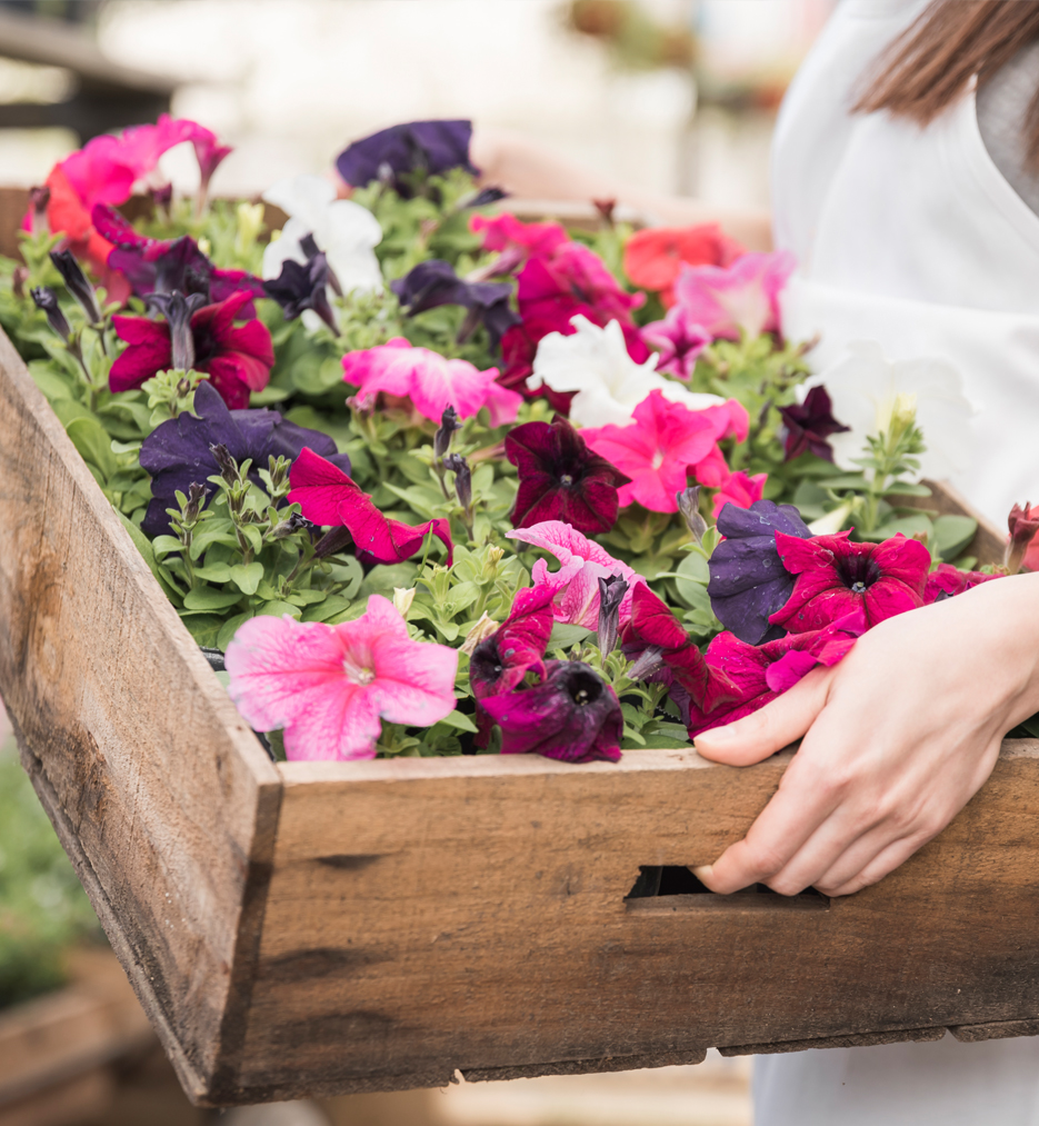 Продажа и доставка цветов и саженцев